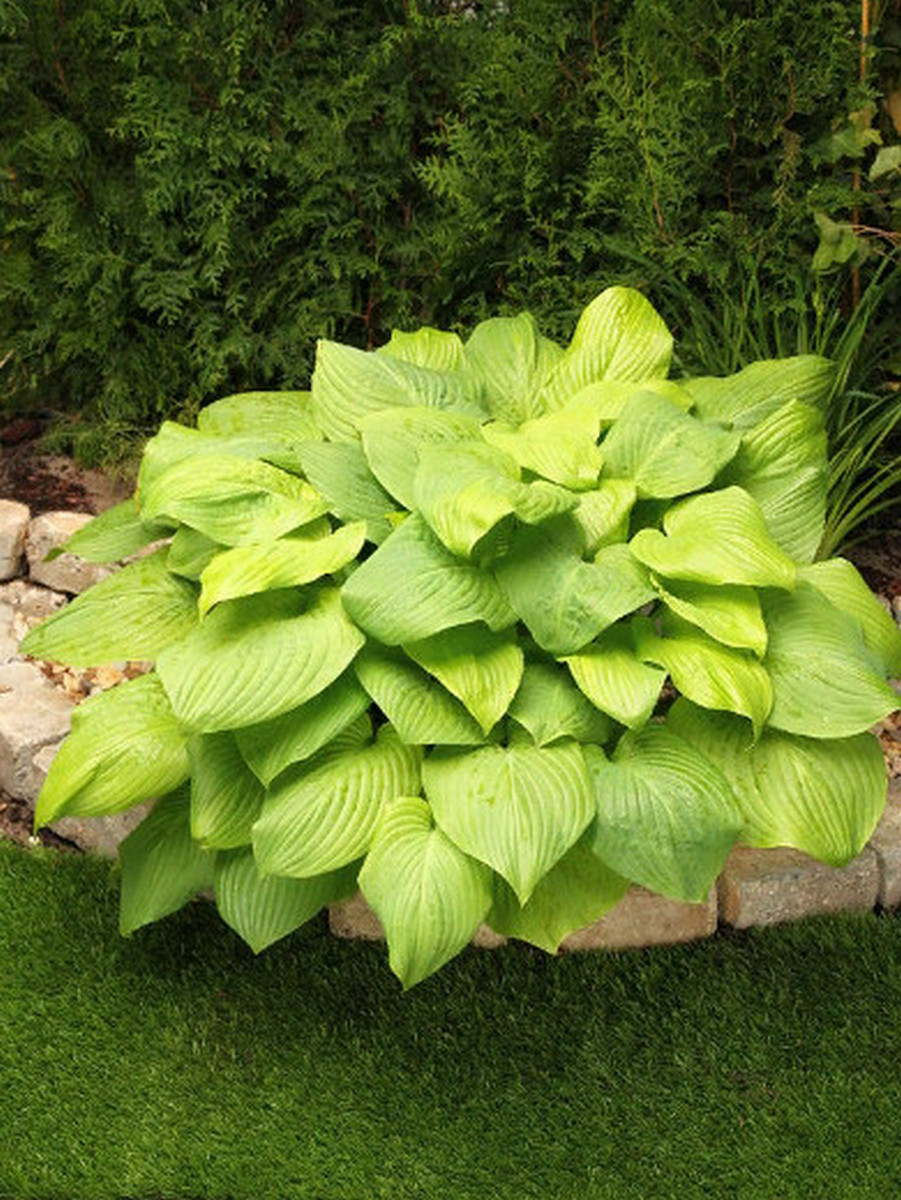 Хоста Мохито, 1 шт.