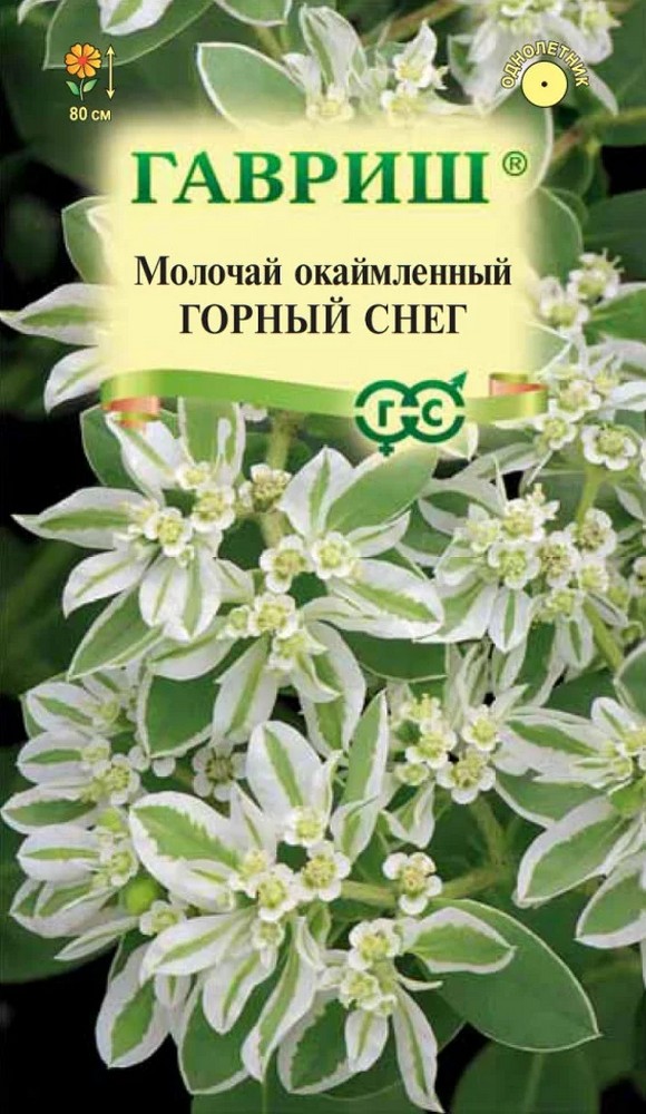 Молочай окаймленный Горный снег, 0,5 г