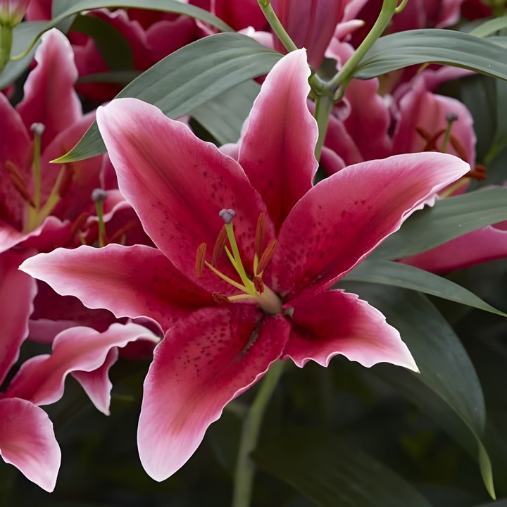 Лилия восточная Чартвелл, 12/14, 1 шт.