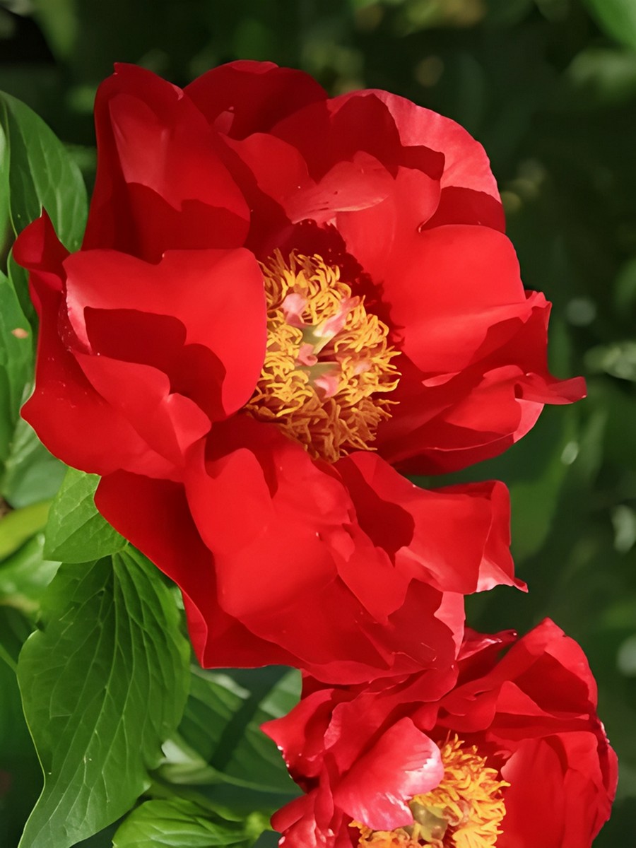 Пион гибридный Макинак Гранд, 2-3/К, 1 шт.