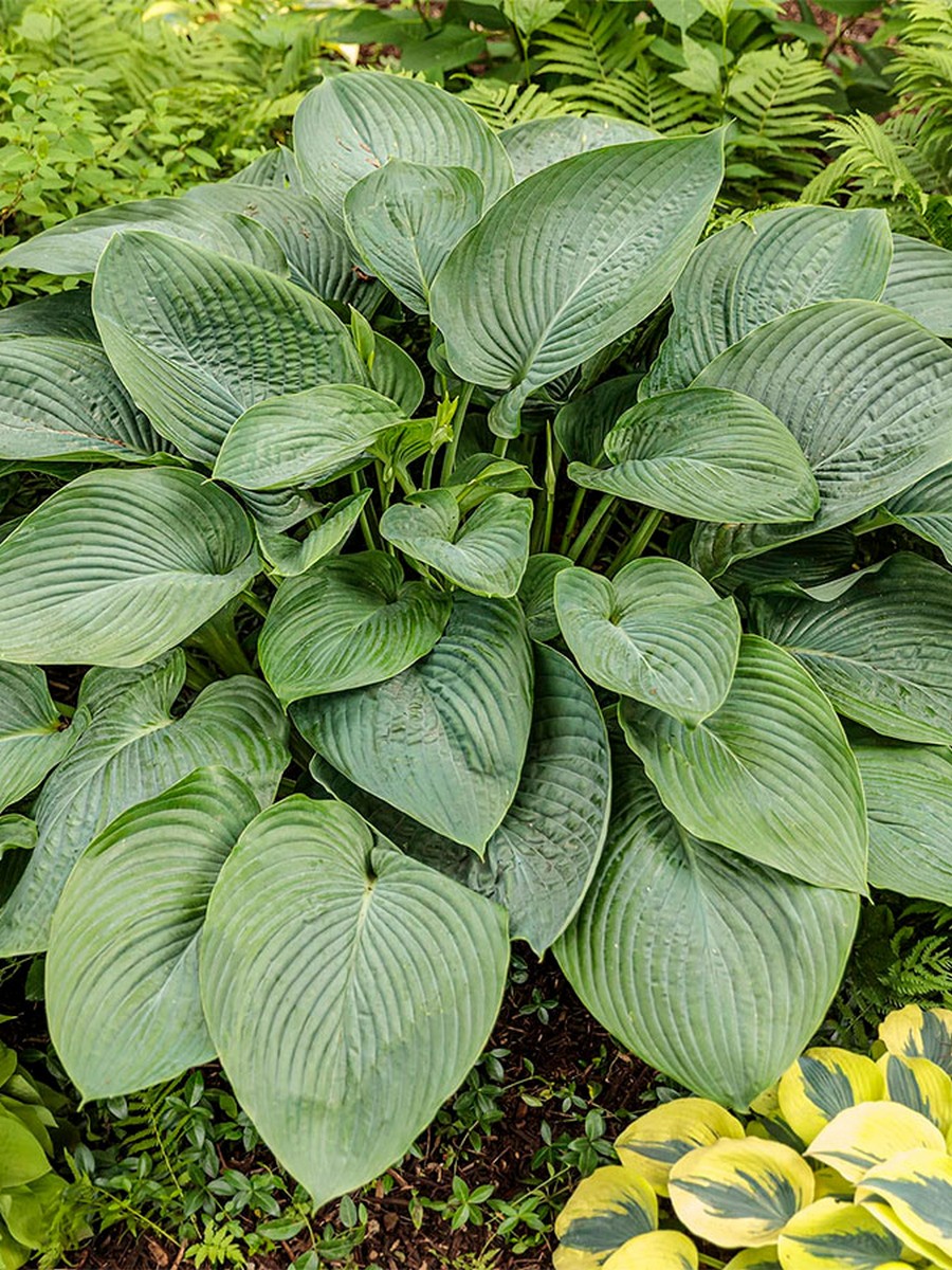 Хоста Эмпересс Ву, 1 шт.