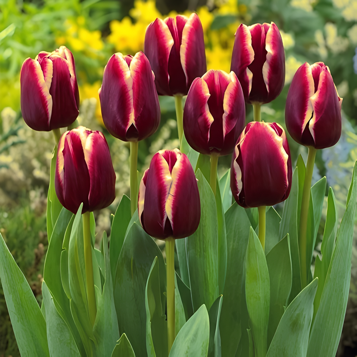 Тюльпан триумф Доберман, 11/12, 1 шт.