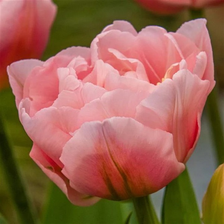 Тюльпан махровый ранний Дример, 11/12, 1 шт.