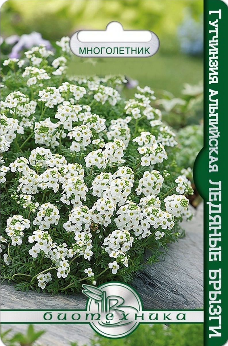 Гутчинзия альпийская Ледяные брызги, 10 шт. Биотехника