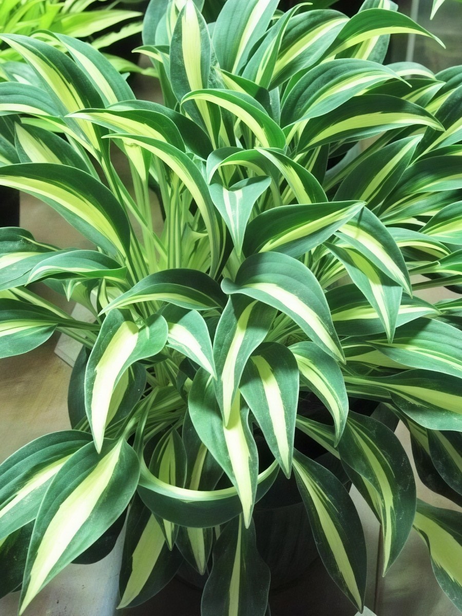 Хоста Литтл Треже, 1 шт.