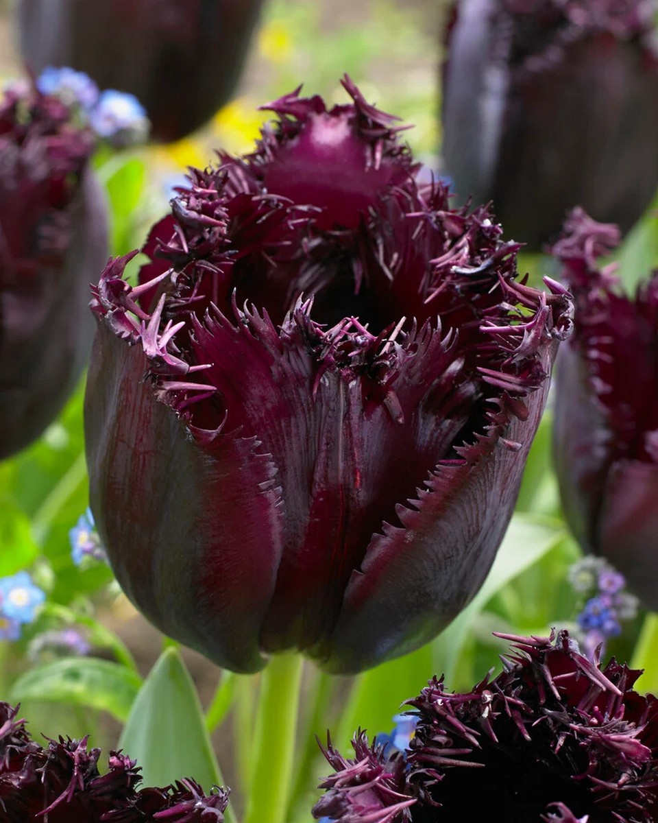 Тюльпан бахромчатый Кубинская Ночь, 11/12, 1 шт.