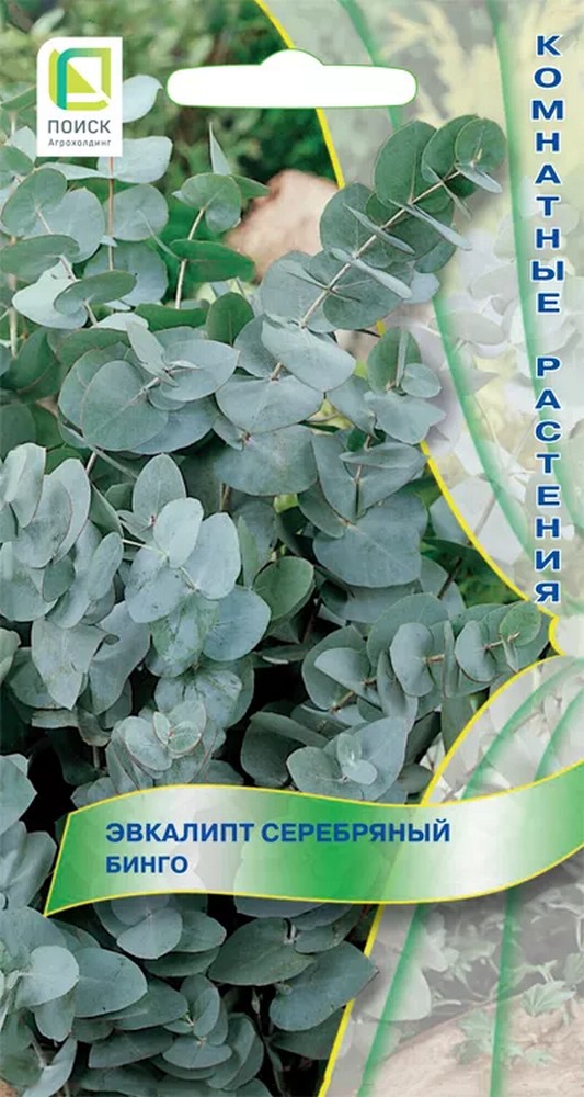 Эвкалипт серебряный Бинго, 5 шт.