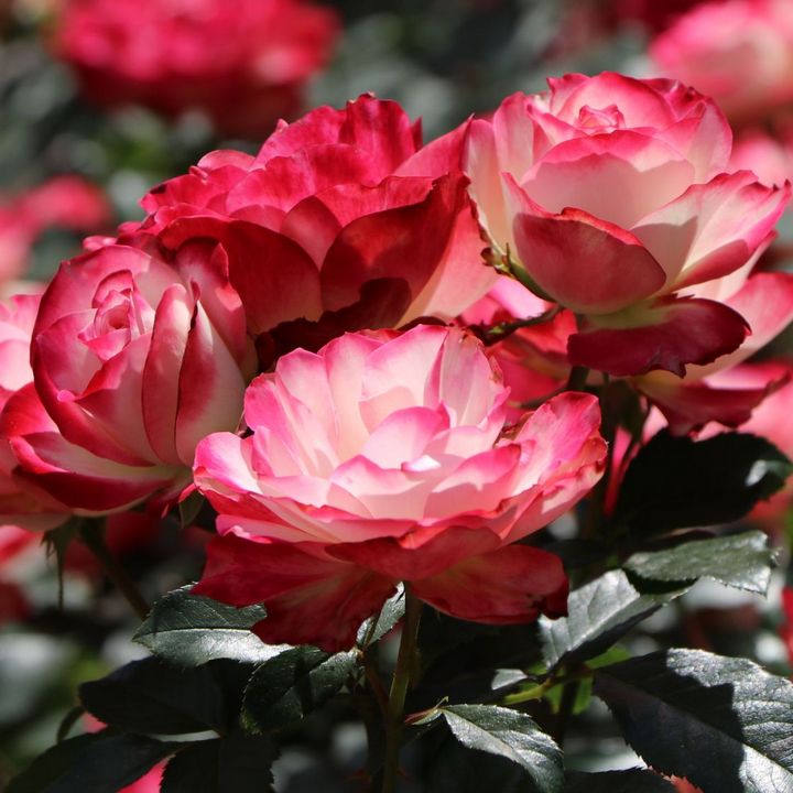 Роза флорибунда Жюбиле дю Принц де Монако (Жюбиле де Санкт-Петербург)/ЦКор