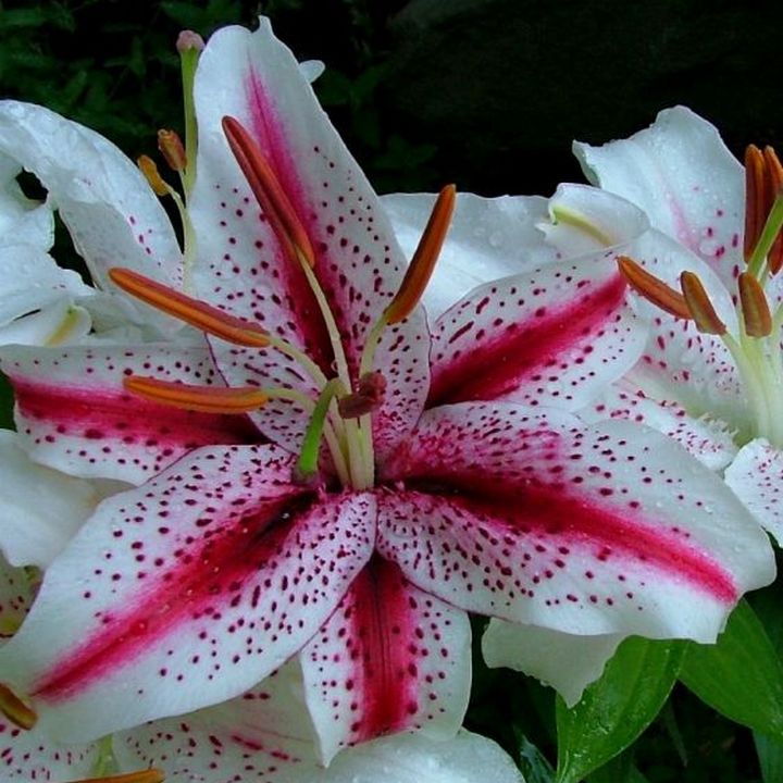 Лилия восточная Диззи, 12/14, 1 шт.