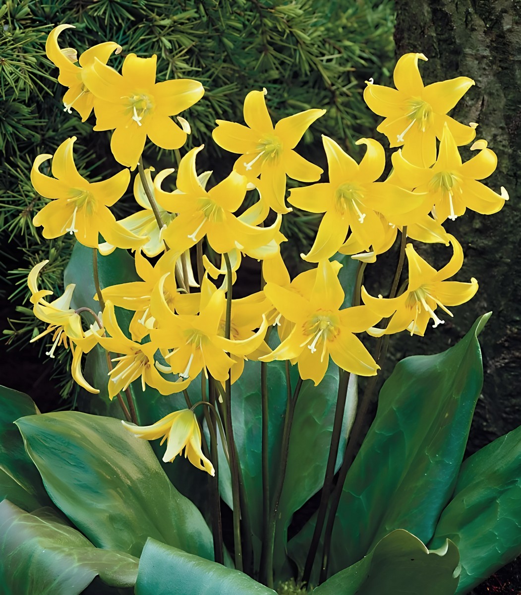 Эритрониум Пагода, 1 шт.