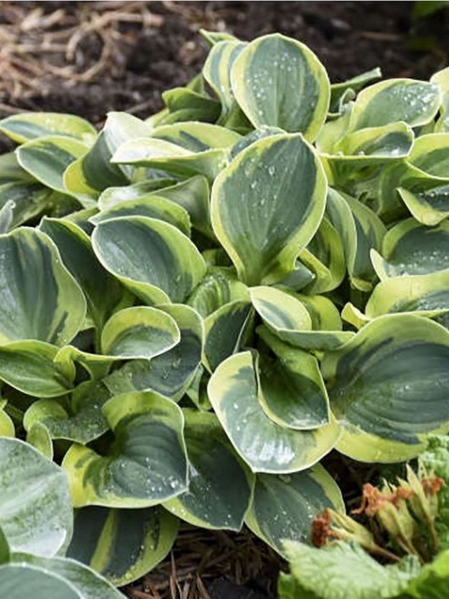 Хоста Майти Маус, 1 шт.