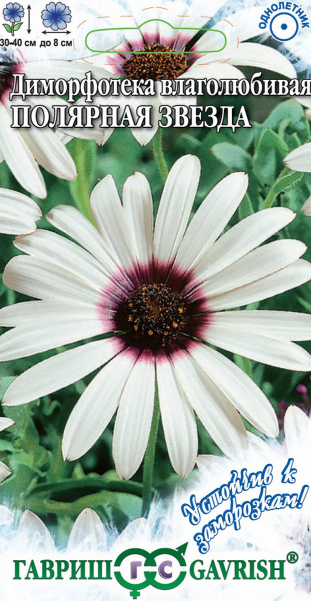 Диморфотека Полярная звезда, 0,2 г. Устойчив к заморозкам.