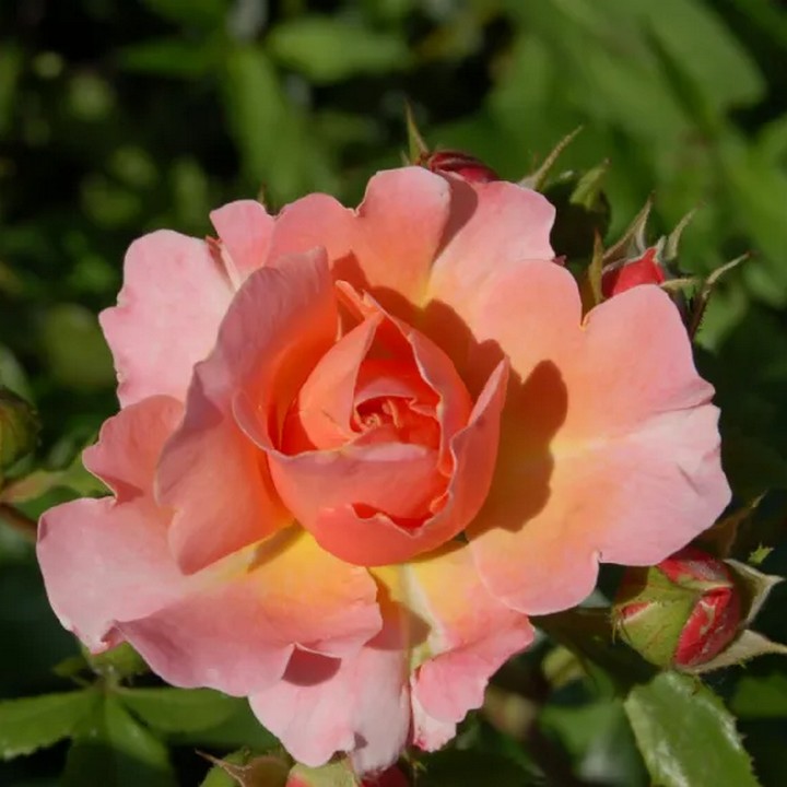 Роза флорибунда Мари Кюри