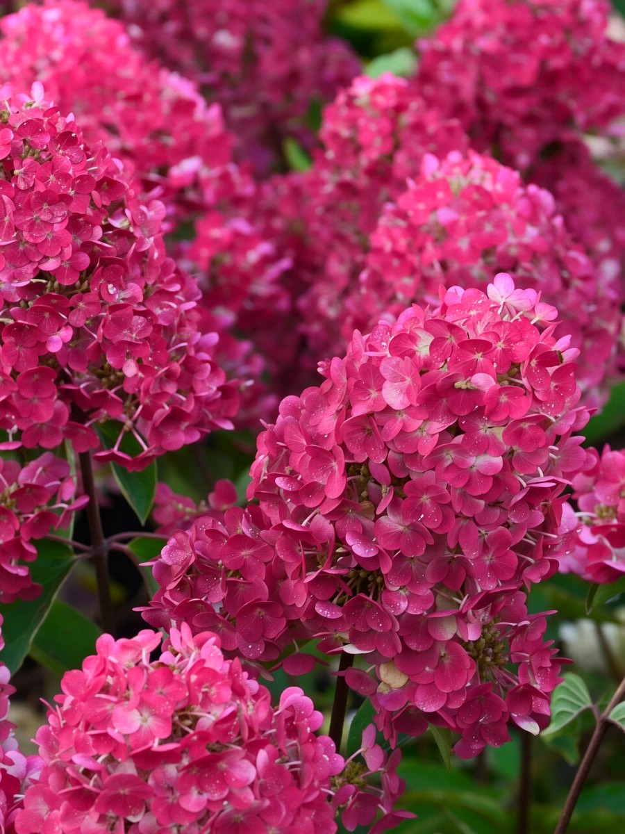 Гортензия метельчатая Самарская Лидия