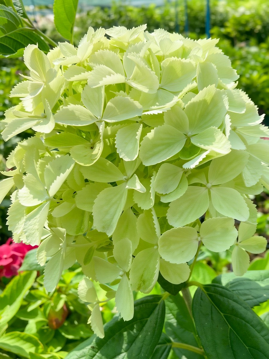 Гортензия метельчатая Вайт Лайт