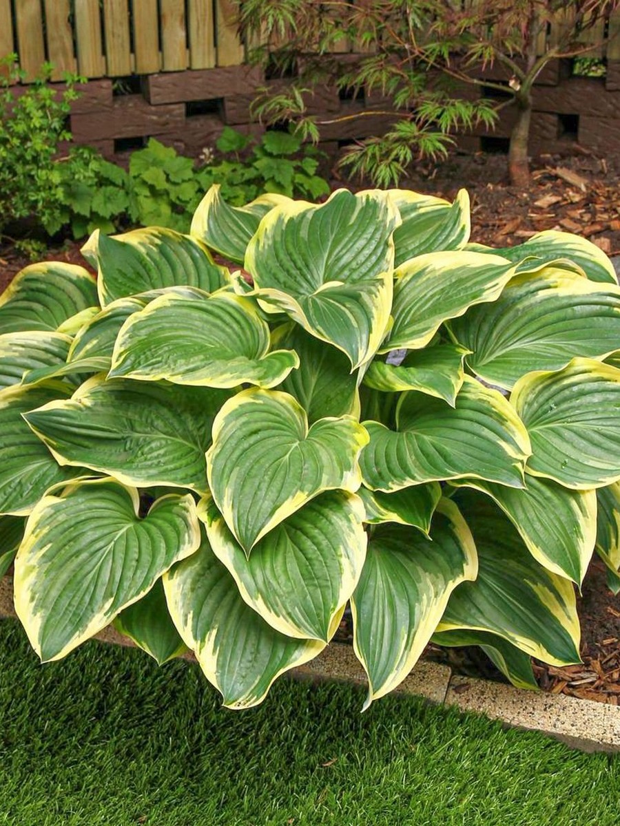 Хоста Бродвей, 1 шт.