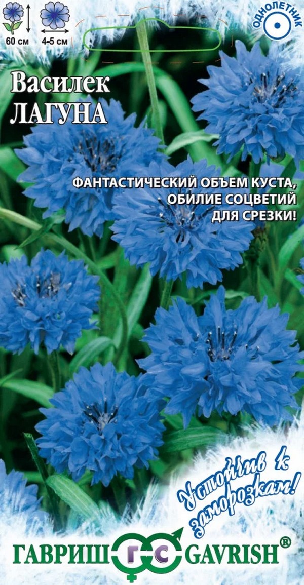 Василек Лагуна, 0,2 г. Устойчив к заморозкам.