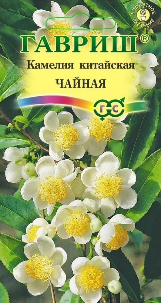 Камелия китайская Чайная, 3 шт.