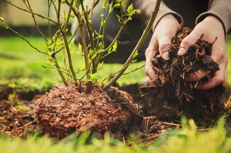 Приствольные круги деревьев: календарь ухода и защиты сада