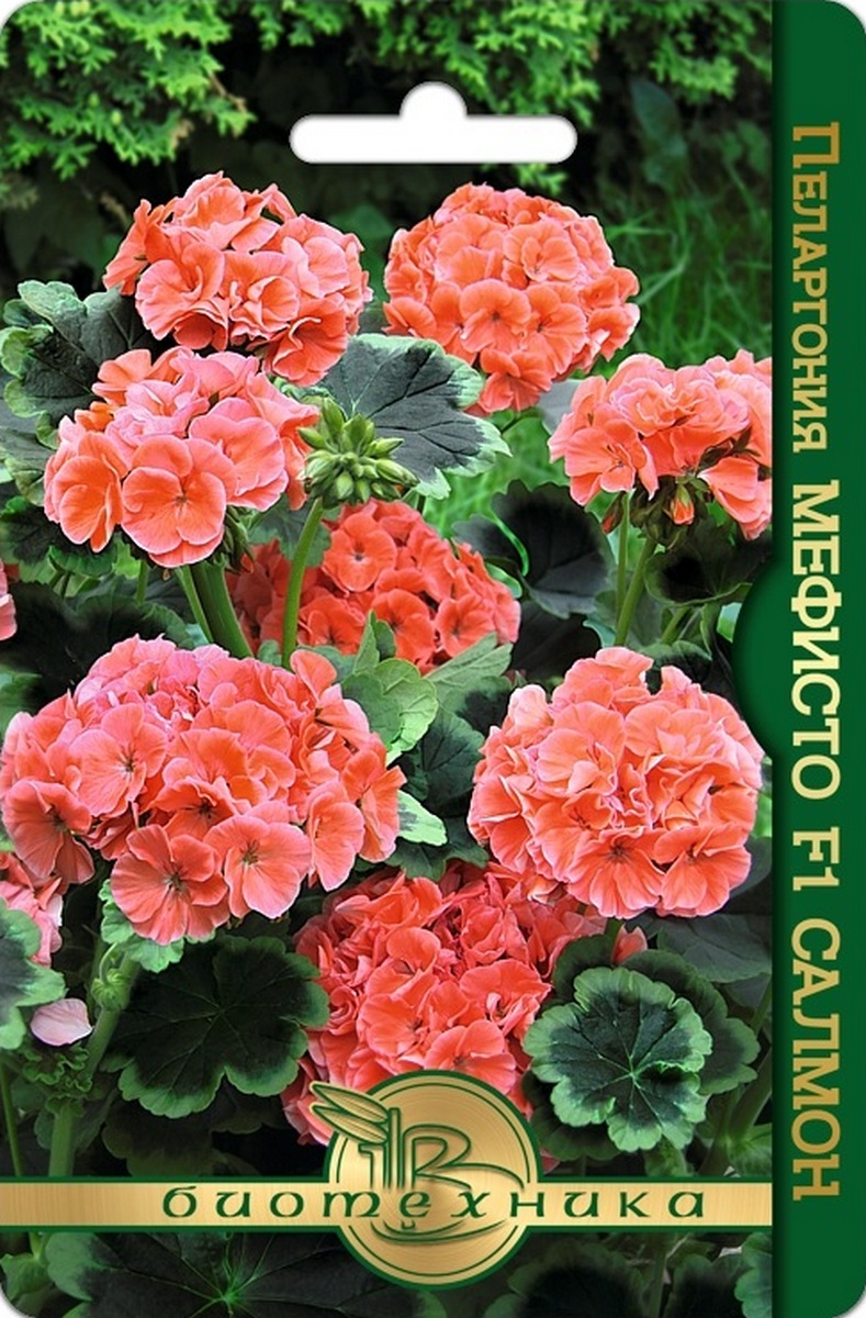 Пеларгония Мефисто F1 Салмон, 5 шт. Биотехника