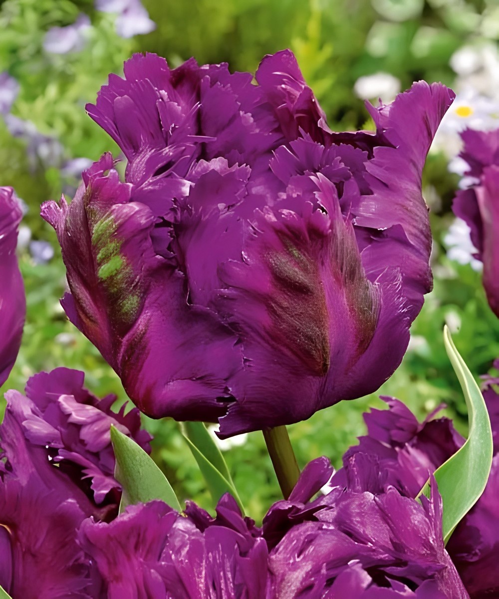 Тюльпан попугайный Негрита Пэррот, 11/12, 1 шт.