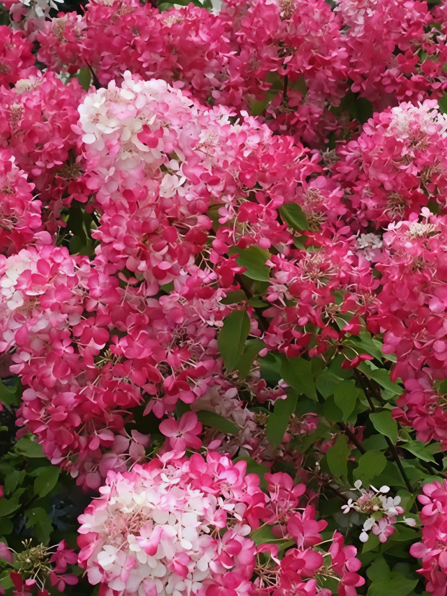 Гортензия метельчатая Мэджикал Везувио