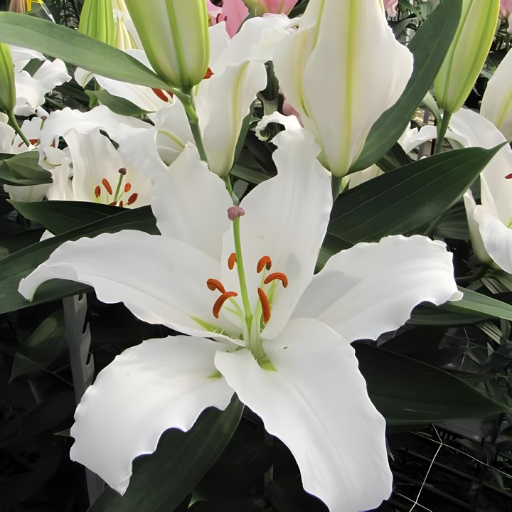 Лилия восточная Астериан, 12/14, 1 шт.