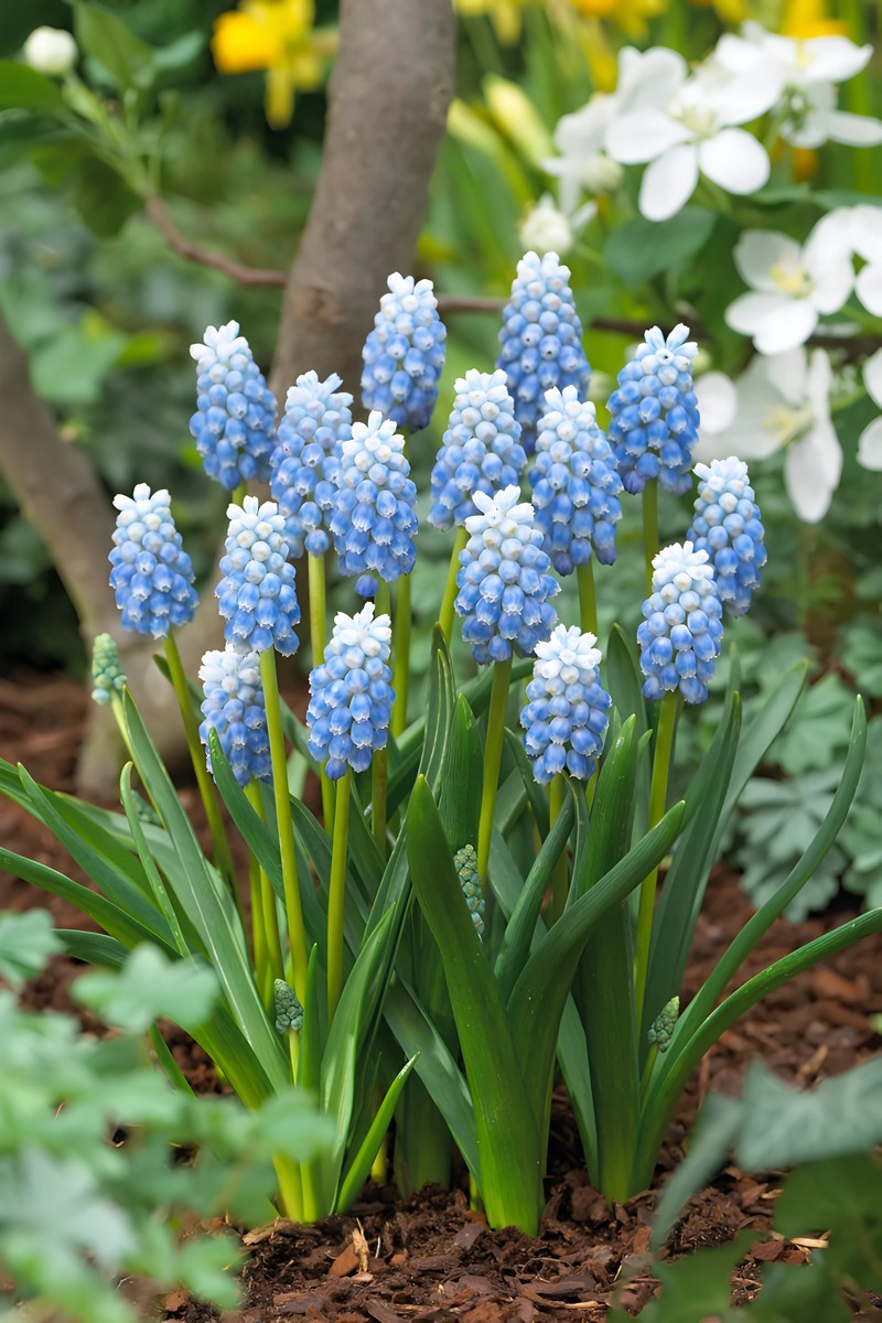 Мускари Пепперминт, 8/9, 1 шт.