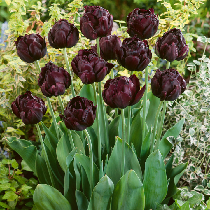 Тюльпан махровый поздний Блэк Хироу, 11/12, 1 шт.