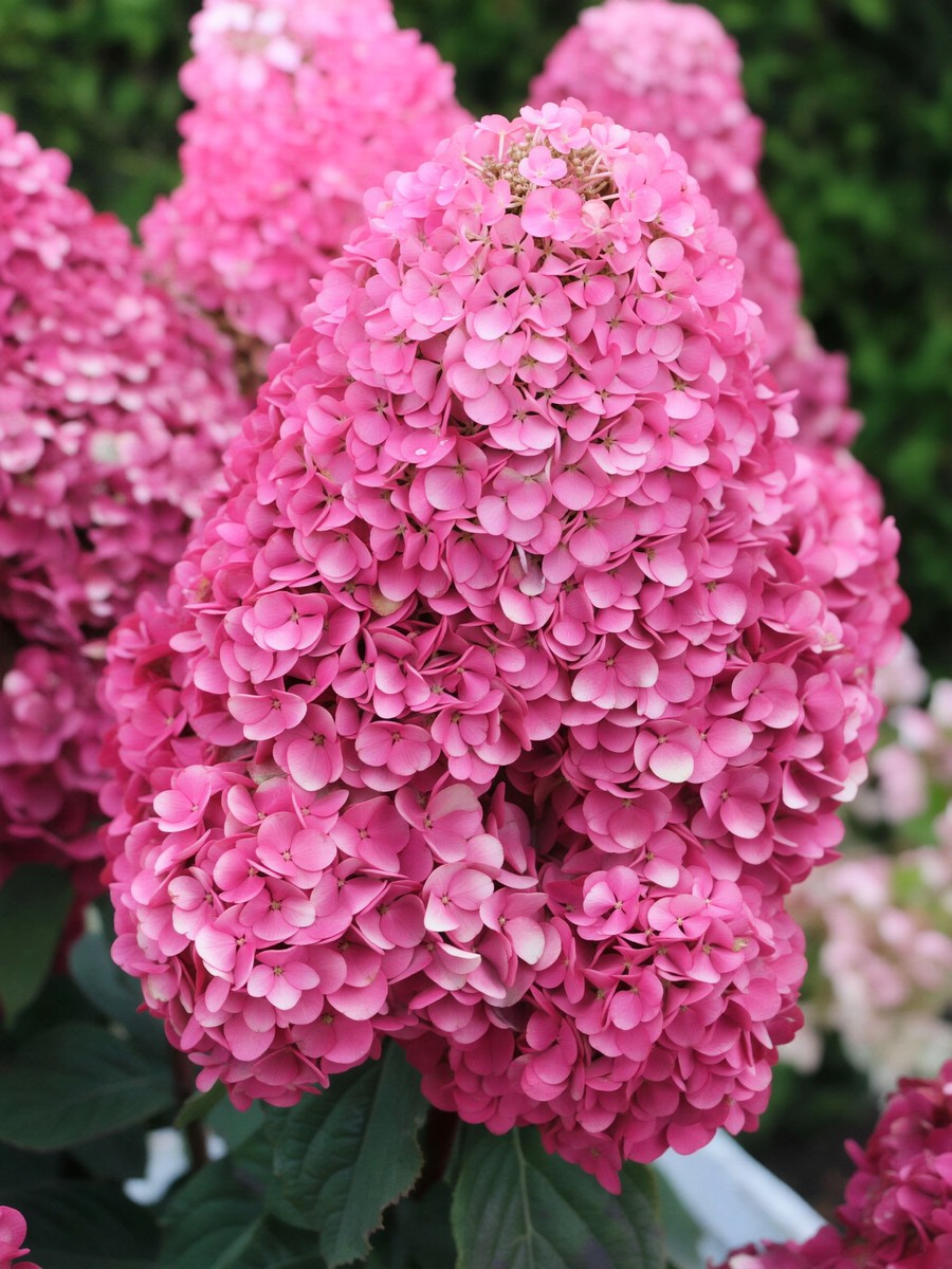 Гортензия метельчатая Самарская Лидия