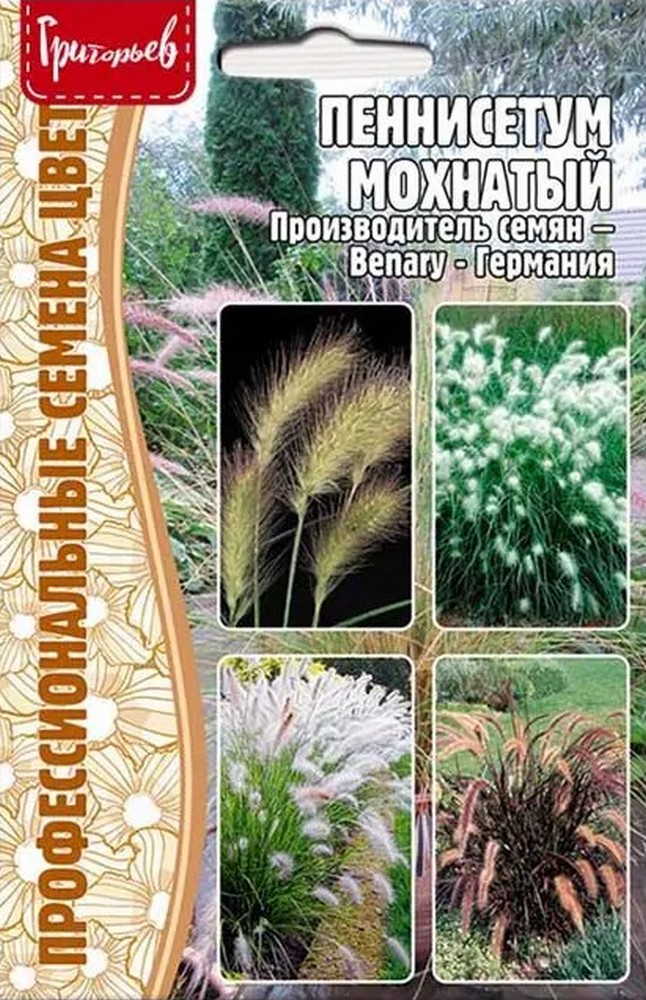 Пеннисетум Мохнатый (Pennisetum Villosum), 10 шт.