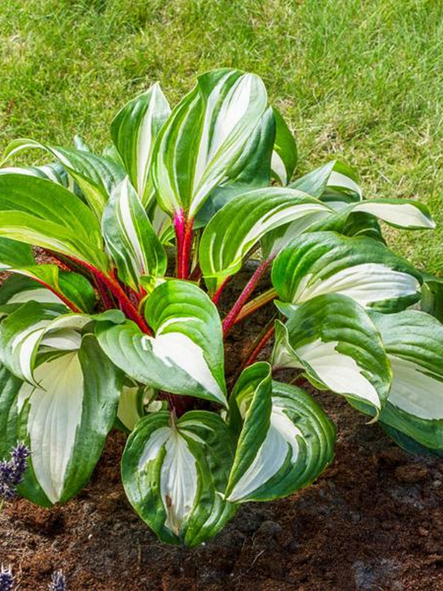 Хоста Рэспберри Сандае, 1 шт. 