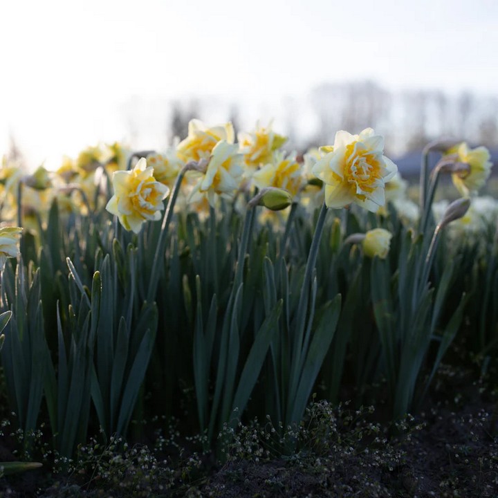 Нарцисс махровый Мэнли, 12/14, 1 шт.