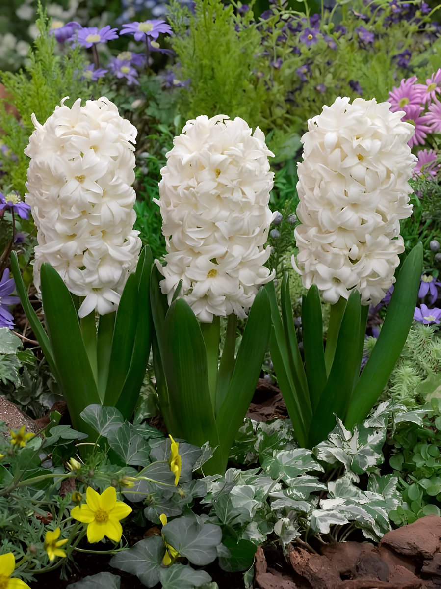 Гиацинт Карнеги, 1 шт.