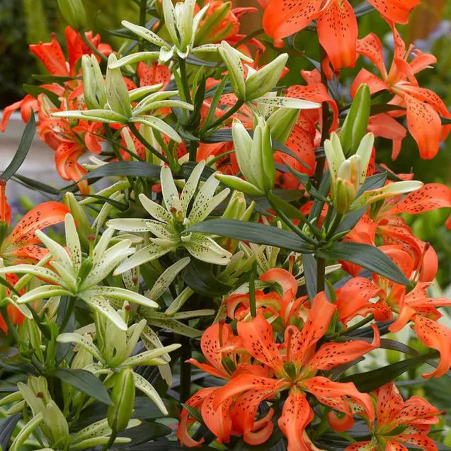 Лилия азия Маст Си, 12/14, 1 шт.