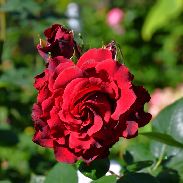 Роза чайно-гибридная Хоммаж Барбара