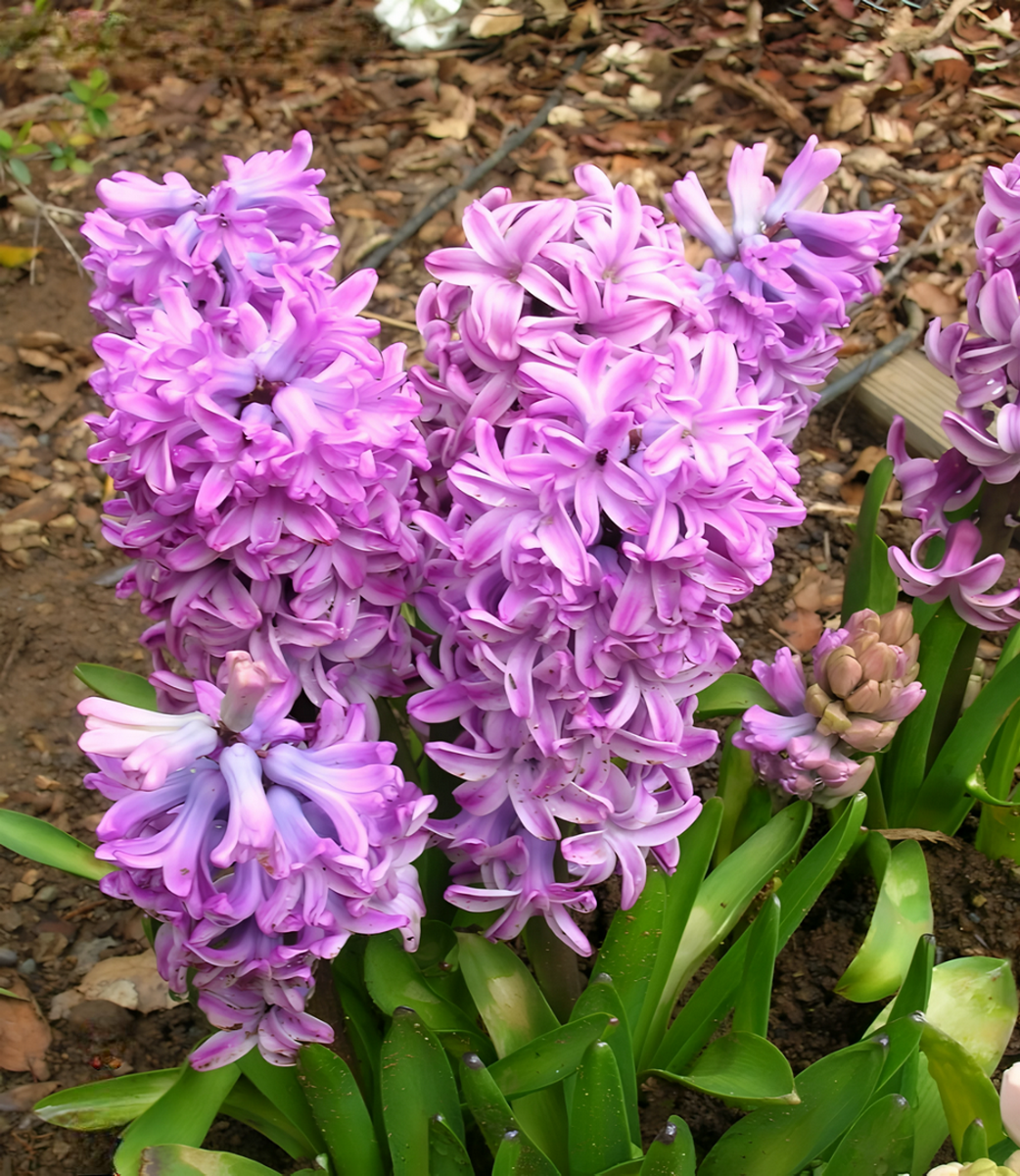 Гиацинт Анна Лиза, 14/15, 1 шт.