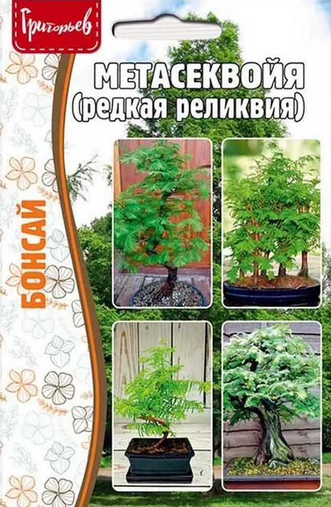 Метасеквойя, 10 шт.