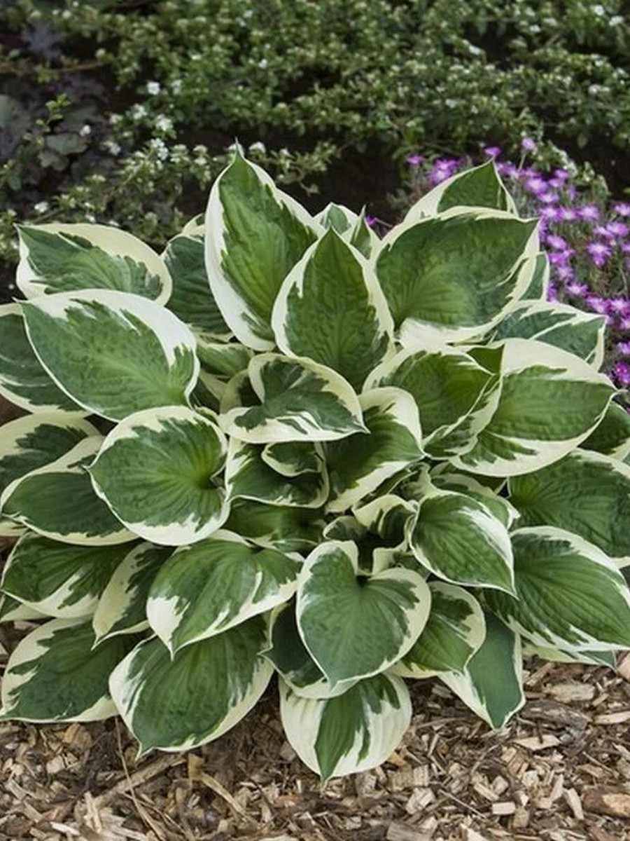 Хоста Карин, 1 шт.