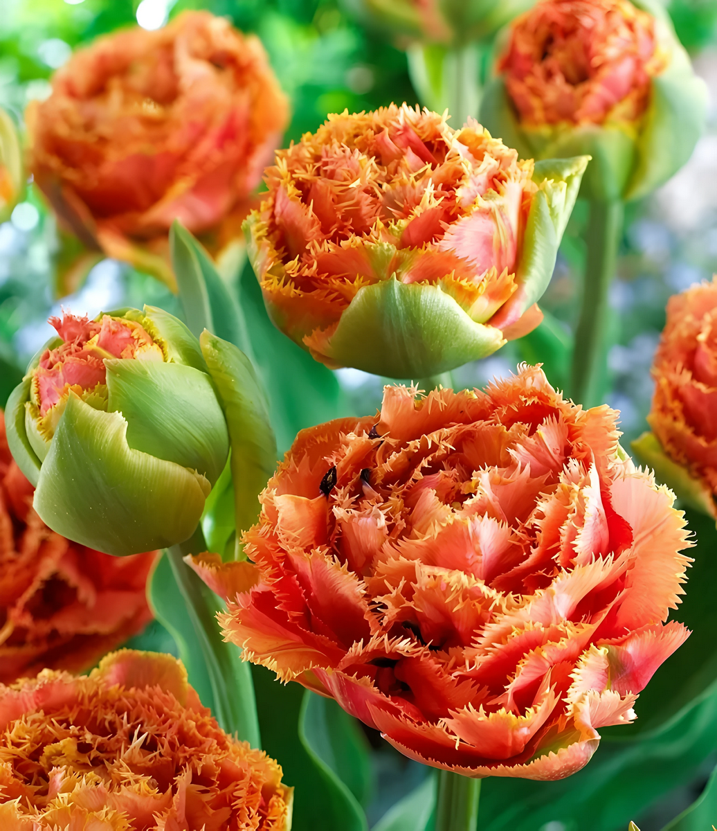 Тюльпан махровый бахромчатый Сенсуал Тач, 11/+, 1 шт.