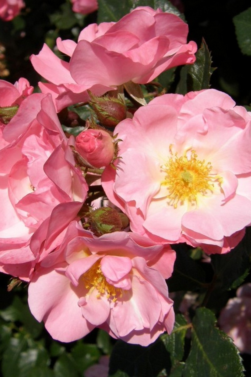 Роза флорибунда Джекис Фейворит/ЦКор