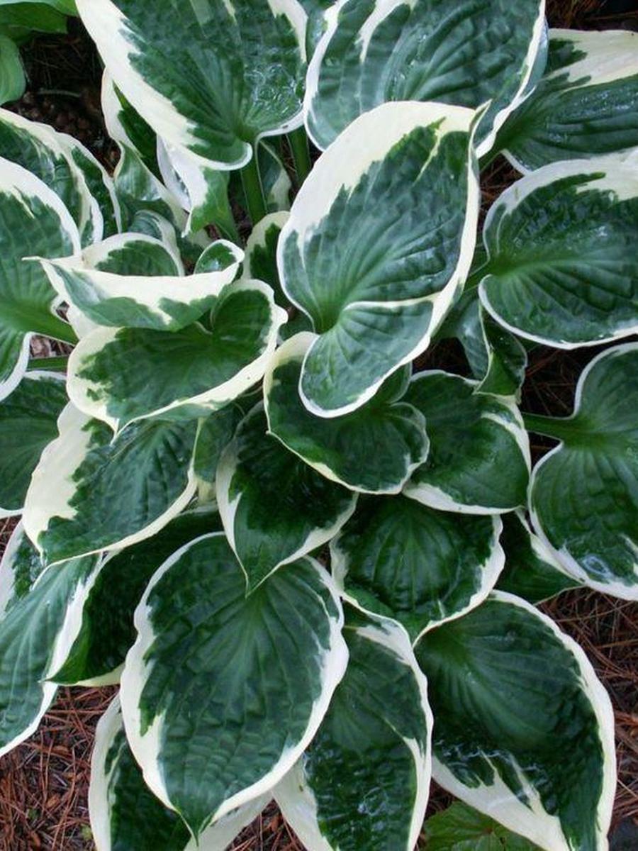 Хоста Карин, 1 шт.