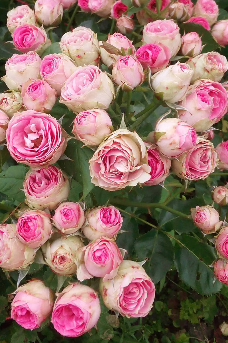 Роза спрей (миниатюрная) Мими Эден/ЦКор