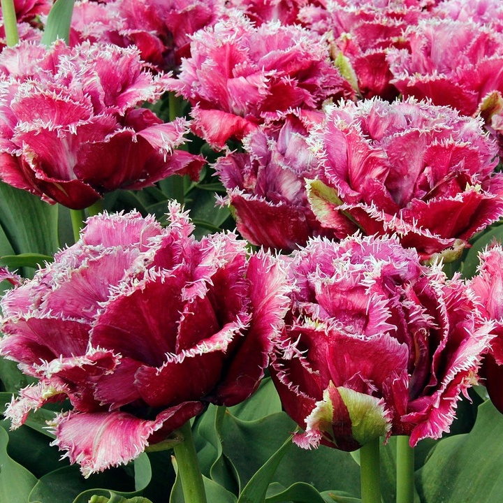 Тюльпан бахромчатый Маскотт, 11/12, 1 шт.