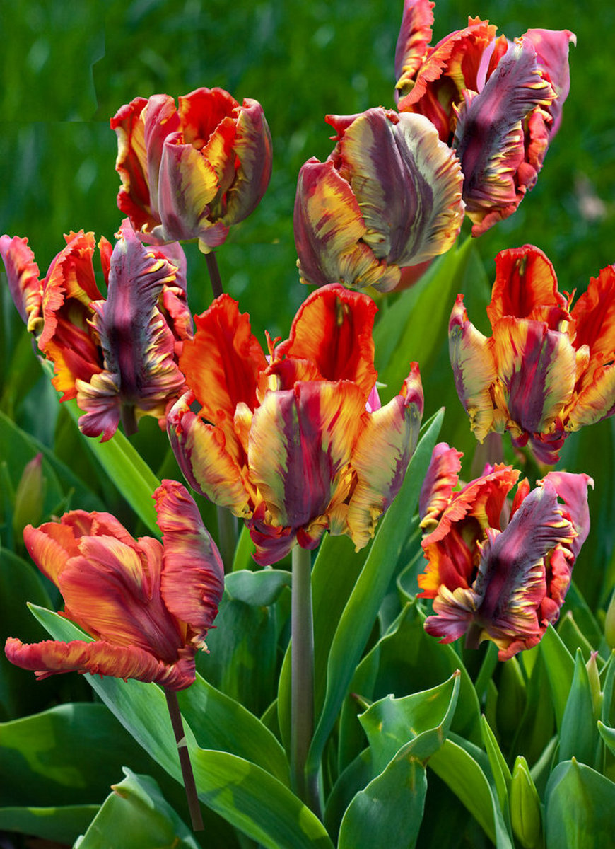 Тюльпан попугайный Раста Пэррот, 11/12, 1 шт.