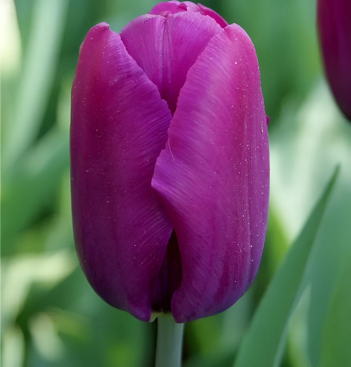 Тюльпан махровый карликовый Бейби Блю, 11/12, 1 шт.