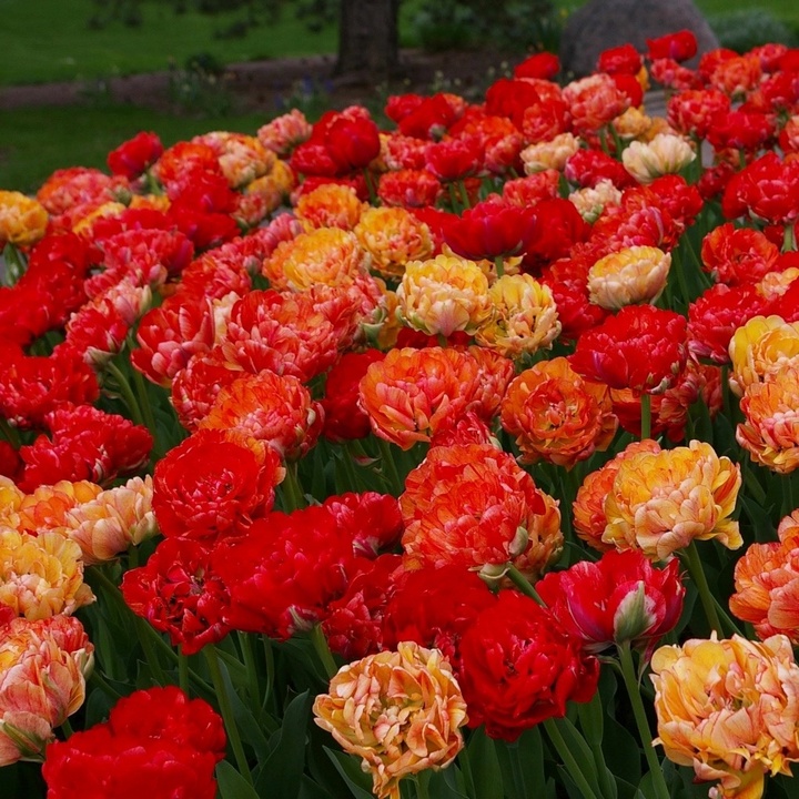 Тюльпан махровый хамелеон Дабл Художник, 11/12, 1 шт.