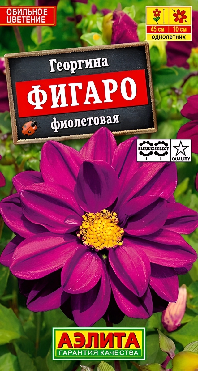 Георгина Фигаро, фиолетовая, махровая, 7 шт.