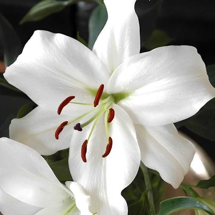 Лилия восточная Астериан, 12/14, 1 шт.