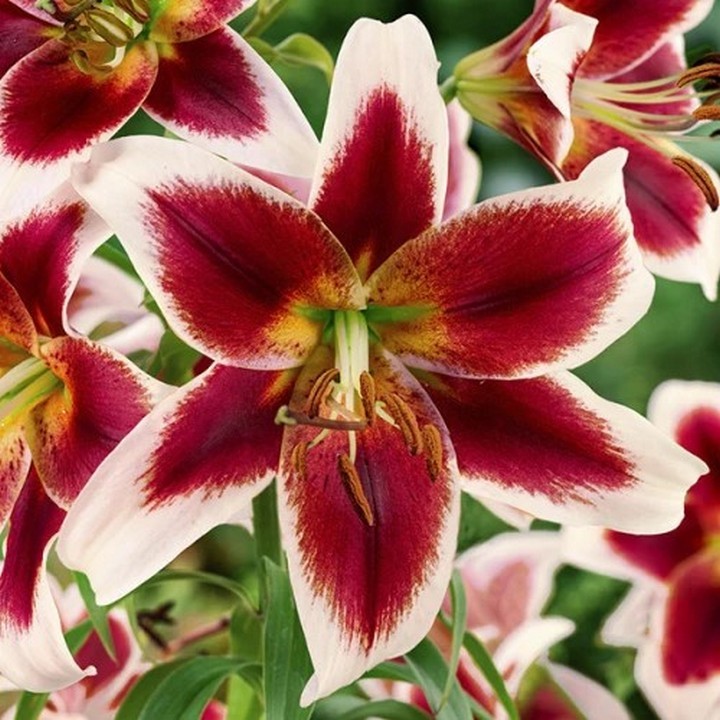 Лилия ОТ-гибрид Беверли Дрим, 12/14, 1 шт.